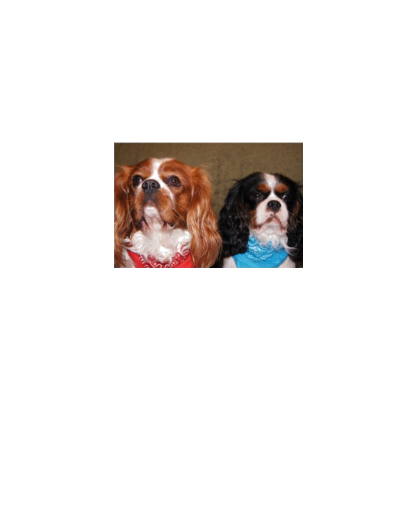 2 cavalier king charles spaniels ls