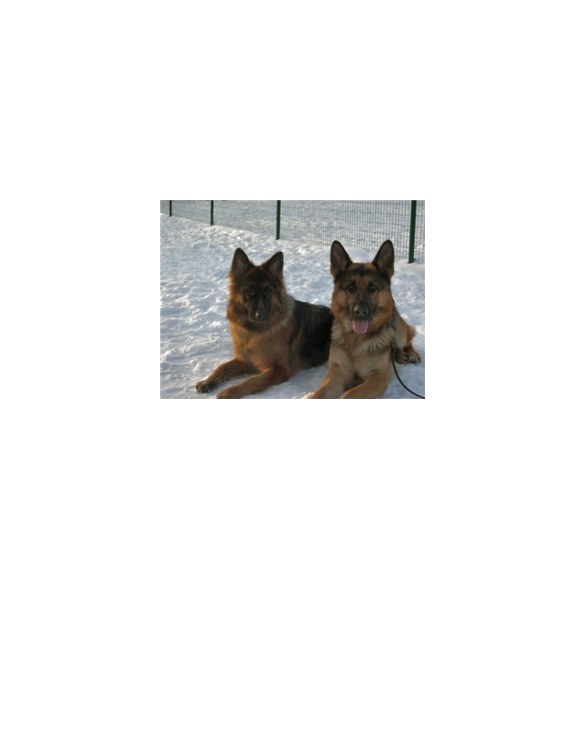 2 german shepherds