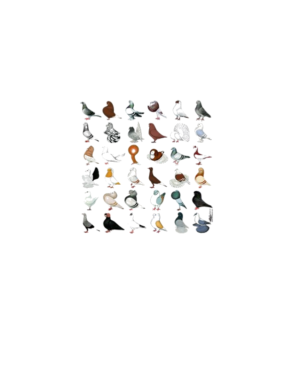 36 Pigeon Breeds Dark Light T-Shirt