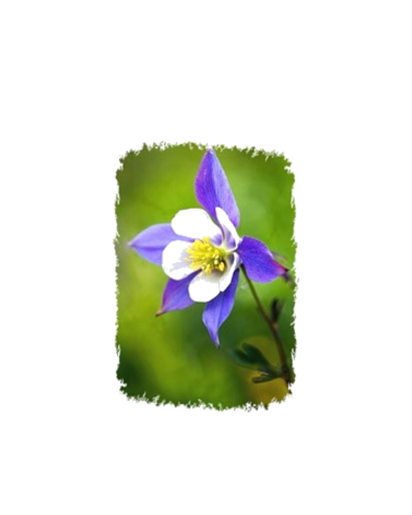 COLUMBINE FLOWER
