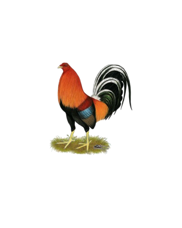 Gamecock Wheaten Rooster