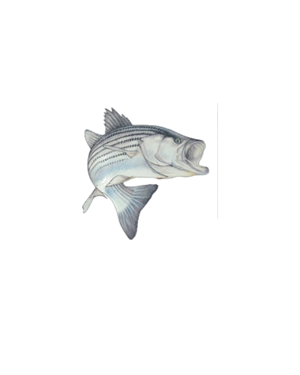 Striped Bass (Front only) TShirt