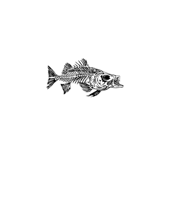 Striped Bass Skeleton