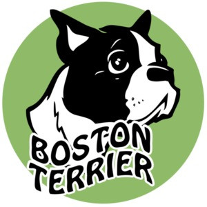 Boston Terrier