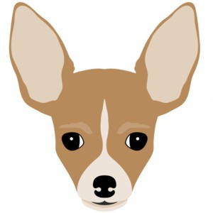 chihuahua head - chihuahua