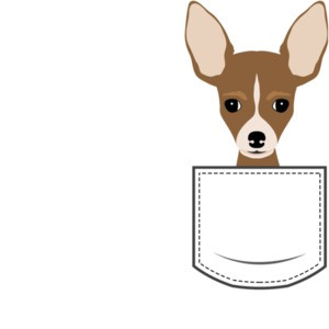 Chihuahua in pocket - pocket pet