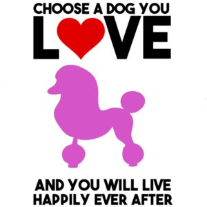 Choose a dog you love - poodle