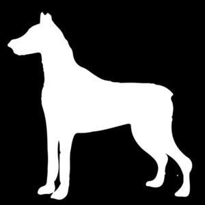 Doberman Pinscher