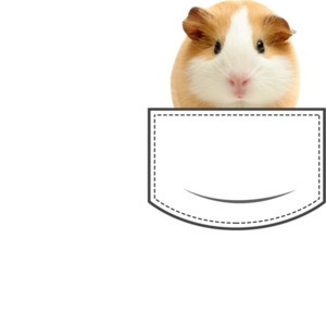 Guinea Pig in pocket - pocket pet