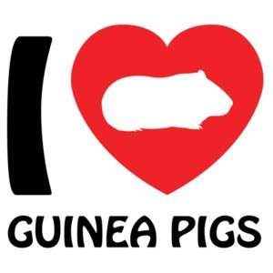 I love guinea pigs - guinea pig