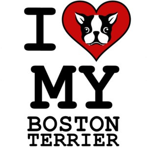 I love my boston terrier - boston terrier