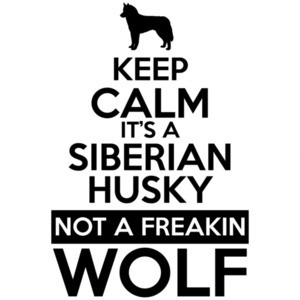 Keep Calm its a Siberian Husky not a freakin wolf - Siberian Husky
