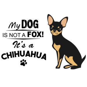 My dog is not a fox! It's a chihuahua - chihuahua