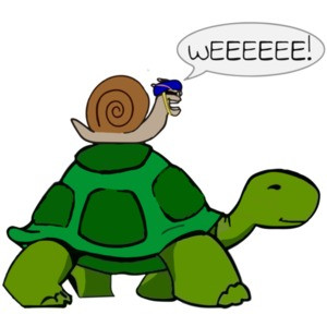 Snail Riding on Turtle WEEEEE Funny