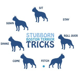 Stubborn Boston Terrier Tricks - Boston Terrier