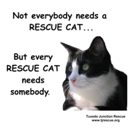 - Every Rescue Cat Needs Somebody Light T-Shirt
