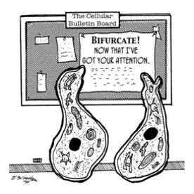 1934 biology cartoon