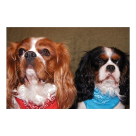2 cavalier king charles spaniels ls