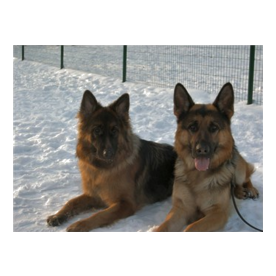 2 german shepherds