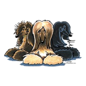 3 Afghan Hounds