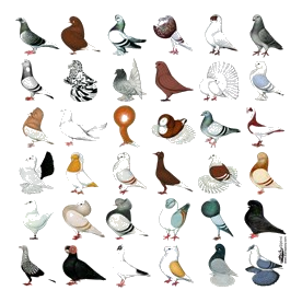 36 Pigeon Breeds Dark Light T-Shirt