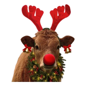 Christmas Cow