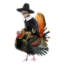 Thanksgiving Cat Pilgrim Costume Thanksgiving Turkey Gift T-Shirt