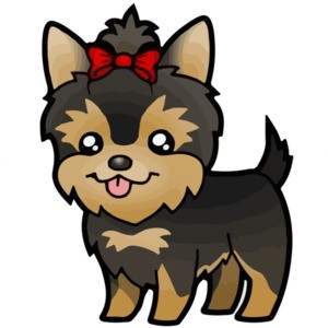 Yorkie / Yorkshire Terrier